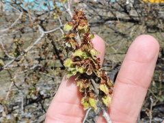 Ulmus americana
