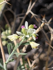 Rhinotropis acanthoclada
