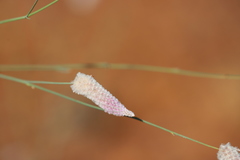 Ptilotus calostachyus