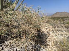 Rhinotropis acanthoclada