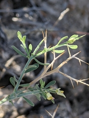 Rhinotropis acanthoclada