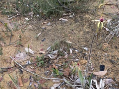 Caladenia longiclavata