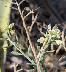 Rhinotropis acanthoclada