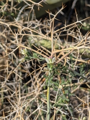 Rhinotropis acanthoclada