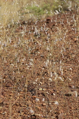 Ptilotus calostachyus