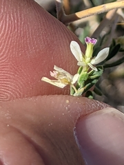 Rhinotropis acanthoclada