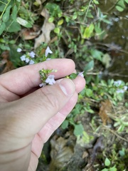 Clinopodium talladeganum