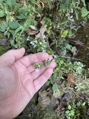 Clinopodium talladeganum