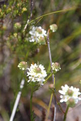 Pseudoselago gracilis