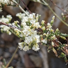 Eriogonum microtheca simpsonii