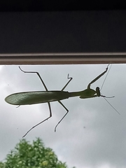 Hierodula quinquepatellata