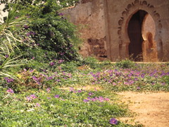 Ipomoea indica image