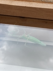 Hierodula quinquepatellata