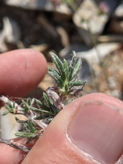Eriogonum microtheca simpsonii