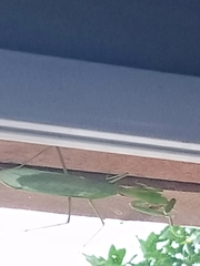 Hierodula quinquepatellata