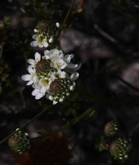 Pseudoselago gracilis