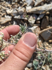 Eriogonum microtheca simpsonii