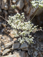 Eriogonum microtheca simpsonii
