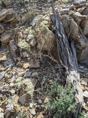 Eriogonum microtheca simpsonii