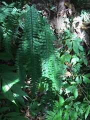 Hymenasplenium cheilosorum