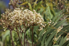 Corymbia terminalis