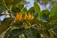 Deplanchea sessilifolia