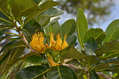 Deplanchea sessilifolia