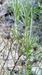 Plantago sempervirens