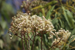 Corymbia terminalis