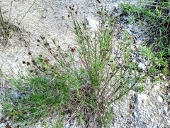 Plantago sempervirens