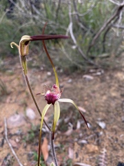 Caladenia heberleana