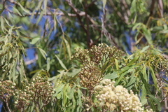 Corymbia terminalis