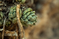 Sedum