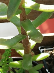 Sedum