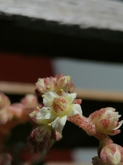 Sedum