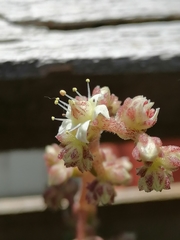 Sedum