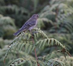 Crithagra leucoptera