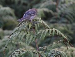 Crithagra leucoptera