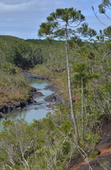 Dacrydium araucarioides