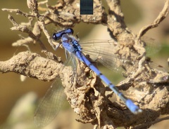 Enallagma semicirculare