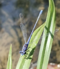 Enallagma semicirculare