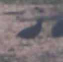 Coturnix