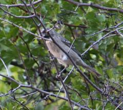 Crithagra leucoptera