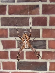 Araneus diadematus