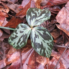 Trillium gracile