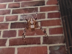 Araneus diadematus
