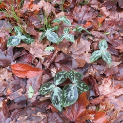 Trillium gracile