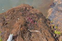 Drosera neocaledonica