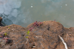 Drosera neocaledonica