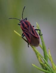 Spilostethus taeniatus